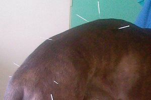 Akupunktúrne prípady: Sučka Daria s dyspláziou bedrového kĺbu