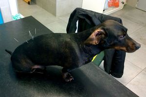 Akupunktúrne prípady: Pes Dino, ochrnutie zadných končatín 