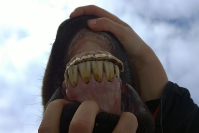 zuby kona res