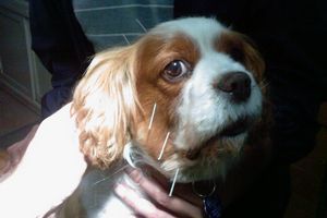 Akupunktúrne prípady: Pes Charlie s obrnou tvárového nervu